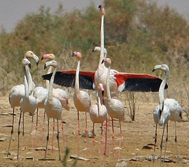 Migrating Flamingo